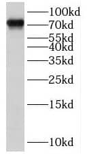 Western Blot: INAVA Antibody - BSA Free [NBP3-47792] - Mouse kidney tissue were subjected to SDS PAGE followed by western blot with (INAVA antibody) at dilution of 1:300