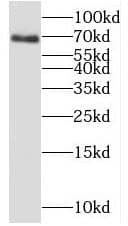 Western Blot: C19orf44 Antibody - BSA Free [NBP3-47797] - L02 cells were subjected to SDS PAGE followed by western blot with (C19orf44 antibody) at dilution of 1:600