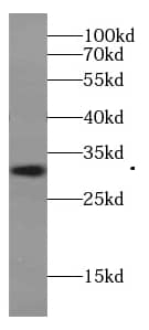 Western Blot: IZUMO4 Antibody - BSA Free [NBP3-47799] - Mouse testis tissue were subjected to SDS PAGE followed by western blot with (IZUMO4 Antibody) at dilution of 1:600
