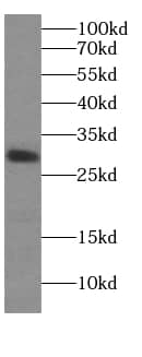 Western Blot: TPGS1 Antibody - BSA Free [NBP3-47800] - Human plasma tissue were subjected to SDS PAGE followed by western blot with ( TPGS1 Antibody) at dilution of 1:600