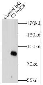 Immunoprecipitation HID1 Antibody - BSA Free