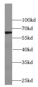 Western Blot: CTU2 Antibody - BSA Free [NBP3-47809] - HepG2 cells were subjected to SDS PAGE followed by western blot with (CTU2 Antibody) at dilution of 1:600