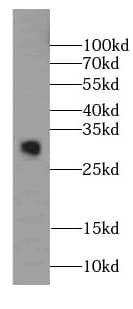 Western Blot PGL2 Antibody - BSA Free