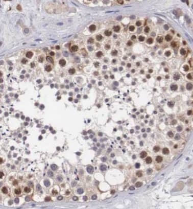 Immunohistochemistry PGL2 Antibody - BSA Free