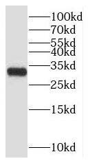 Western Blot: CFAP300 Antibody - BSA Free [NBP3-47832] - Mouse testis tissue were subjected to SDS PAGE followed by western blot with (CFAP300 antibody) at dilution of 1:400
