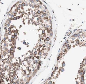 Immunohistochemistry: CFAP300 Antibody - BSA Free [NBP3-47832] - Immunohistochemistry of paraffin-embedded human testis using (CFAP300 antibody) at dilution of 1:50