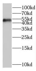 Western Blot BZW1 Antibody - BSA Free