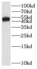 Western Blot: CD277/BTN3A1 Antibody - BSA Free [NBP3-47843] - U-937 cells were subjected to SDS PAGE followed by western blot with ( CD277/BTN3A1 Antibody) at dilution of 1:600