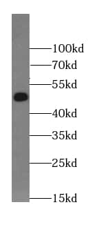 Western Blot: BRUNOL5 Antibody - BSA Free [NBP3-47850] - Mouse skeletal muscle tissue were subjected to SDS PAGE followed by western blot with (BRUNOL5 antibody) at dilution of 1:1500