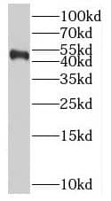 Western Blot BPIL1 Antibody - BSA Free