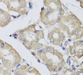 Immunohistochemistry: BPGM Antibody - BSA Free [NBP3-47856] - Immunohistochemistry of paraffin-embedded human stomach using ( BPGM Antibody) at dilution of 1:100