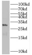Western Blot: MIST1 Antibody - BSA Free [NBP3-47860] - Mouse liver tissue were subjected to SDS PAGE followed by western blot with ( MIST1 Antibody) at dilution of 1:300