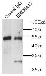 Immunoprecipitation: MIST1 Antibody - BSA Free [NBP3-47860] - IP Result of anti-MIST1 (IP:, 3ug; Detection: 1:300) with mouse liver tissue lysate 6800ug.