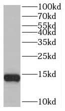 Western Blot BEX2 Antibody - BSA Free