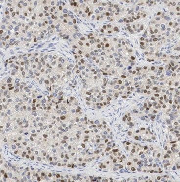 Immunohistochemistry BEX2 Antibody - BSA Free