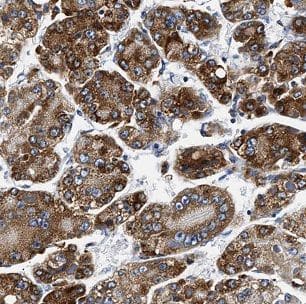 Immunohistochemistry BCO2 Antibody - BSA Free