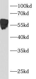 Western Blot: Bcl3 Antibody - BSA Free [NBP3-47870] - HEK-293 cells were subjected to SDS PAGE followed by western blot with (Bcl3 Antibody) at dilution of 1:600