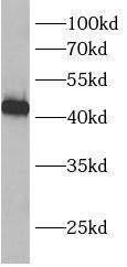 Western Blot: BCKDHB Antibody - BSA Free [NBP3-47872] - HEK-293 cells were subjected to SDS PAGE followed by western blot with (BCKDHB Antibody) at dilution of 1:600