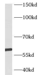 Western Blot B3GALTL Antibody - BSA Free