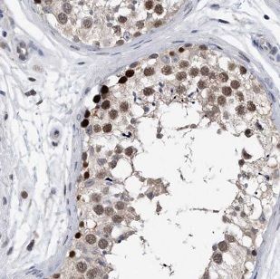 Immunohistochemistry: AUTS2 Antibody - BSA Free [NBP3-47905] - Immunohistochemistry of paraffin-embedded human testis tissue slide using (AUTS2 Antibody) at dilution of 1:50