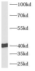 Western Blot Ancient ubiquitous protein 1 Antibody - BSA Free