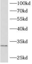 Western Blot: ATPAF2 Antibody - BSA Free [NBP3-47910] - HEK-293 cells were subjected to SDS PAGE followed by western blot with (ATPAF2 antibody) at dilution of 1:500