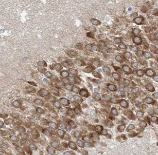Immunohistochemistry ATP6V1G2 Antibody - BSA Free