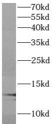 Western Blot ATP6V1G1 Antibody - BSA Free