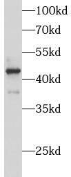 Western Blot ATP6V1C1 Antibody - BSA Free
