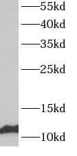Western Blot: ATP5L Antibody - BSA Free [NBP3-47919] - Mouse liver tissue were subjected to SDS PAGE followed by western blot with (ATP5L antibody) at dilution of 1:800