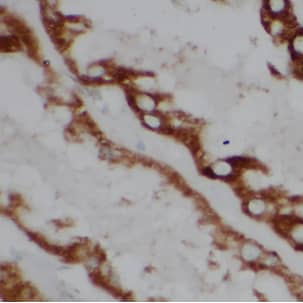 Immunohistochemistry: ATP5L Antibody - BSA Free [NBP3-47919] - Immunohistochemistry of paraffin-embedded human kidney using (ATP5L antibody) at dilution of 1:100