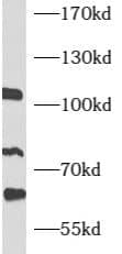 Western Blot ATF6 beta Antibody - BSA Free
