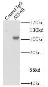 Immunoprecipitation ATF6 beta Antibody - BSA Free