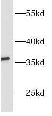 Western Blot ASPRV1 Antibody - BSA Free