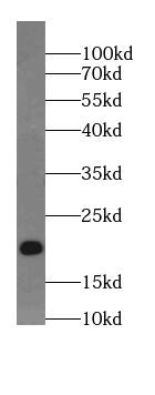 Western Blot ARPP19 Antibody - BSA Free