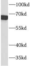 Western Blot: ACTR5 Antibody - BSA Free [NBP3-47948] - HEK-293 cells were subjected to SDS PAGE followed by western blot with (ACTR5 antibody) at dilution of 1:2000