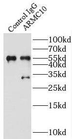 Immunoprecipitation: ARMC10 Antibody - BSA Free [NBP3-47956] - IP Result of anti-ARMC10 (IP:, 4ug; Detection: 1:500) with A431 cells lysate 1600ug.
