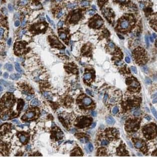 Immunohistochemistry: ARL8B Antibody - BSA Free [NBP3-47957] - Immunohistochemistry of paraffin-embedded human stomach tissue slide using (ARL8B Antibody) at dilution of 1:50