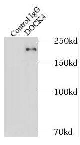 Immunoprecipitation: DOCK4 Antibody - BSA Free [NBP3-47972] - IP Result of anti-DOCK4 (IP:, 5ug; Detection: 1:500) with HeLa cells lysate 1800ug.