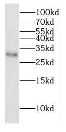 Western Blot: DNAJC4 Antibody - BSA Free [NBP3-47983] - MCF-7 cells were subjected to SDS PAGE followed by western blot with (DNAJC4 Antibody) at dilution of 1:600