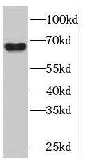 Western Blot DNAJC11 Antibody - BSA Free