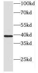 Western Blot: DNAJB5 Antibody - BSA Free [NBP3-47989] - HepG2 cells were subjected to SDS PAGE followed by western blot with (DNAJB5 antibody) at dilution of 1:500