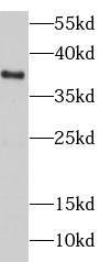 Western Blot: DNAJB4 Antibody - BSA Free [NBP3-47990] - HeLa cells were subjected to SDS PAGE followed by western blot with (DNAJB4 Antibody) at dilution of 1:2000