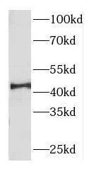 Western Blot DNAJB14 Antibody - BSA Free
