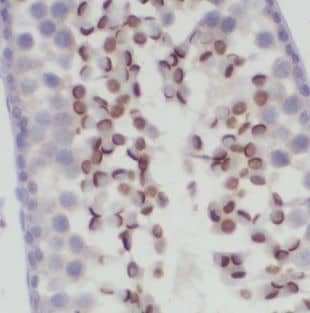 Immunohistochemistry: DNAJB13 Antibody - BSA Free [NBP3-47993] - Immunohistochemistry of paraffin-embedded mouse testis tissue slide using (DNAJB13 Antibody) at dilution of 1:50