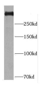Western Blot: DMXL2 Antibody - BSA Free [NBP3-47998] - Mouse brain tissue were subjected to SDS PAGE followed by western blot with (DMXL2 Antibody) at dilution of 1:200