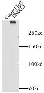 Immunoprecipitation: DMXL1 Antibody - BSA Free [NBP3-47999] - IP Result of anti-DMXL1 (IP:, 4ug; Detection: 1:300) with HEK-293 cells lysate 1480ug.