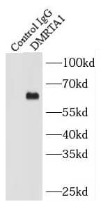 Immunoprecipitation DMRTA1 Antibody - BSA Free