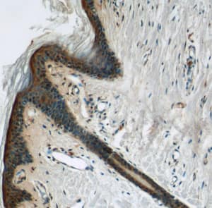 Immunohistochemistry: Dermokine beta Antibody - BSA Free [NBP3-48003] - Immunohistochemistry of paraffin-embedded human skin tissue slide using (Dermokine beta Antibody) at dilution of 1:50