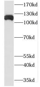 Western Blot DHX16 Antibody - BSA Free